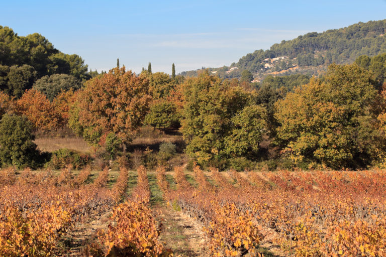 Visite et dégustation au domaine Domaine des Aumèdes