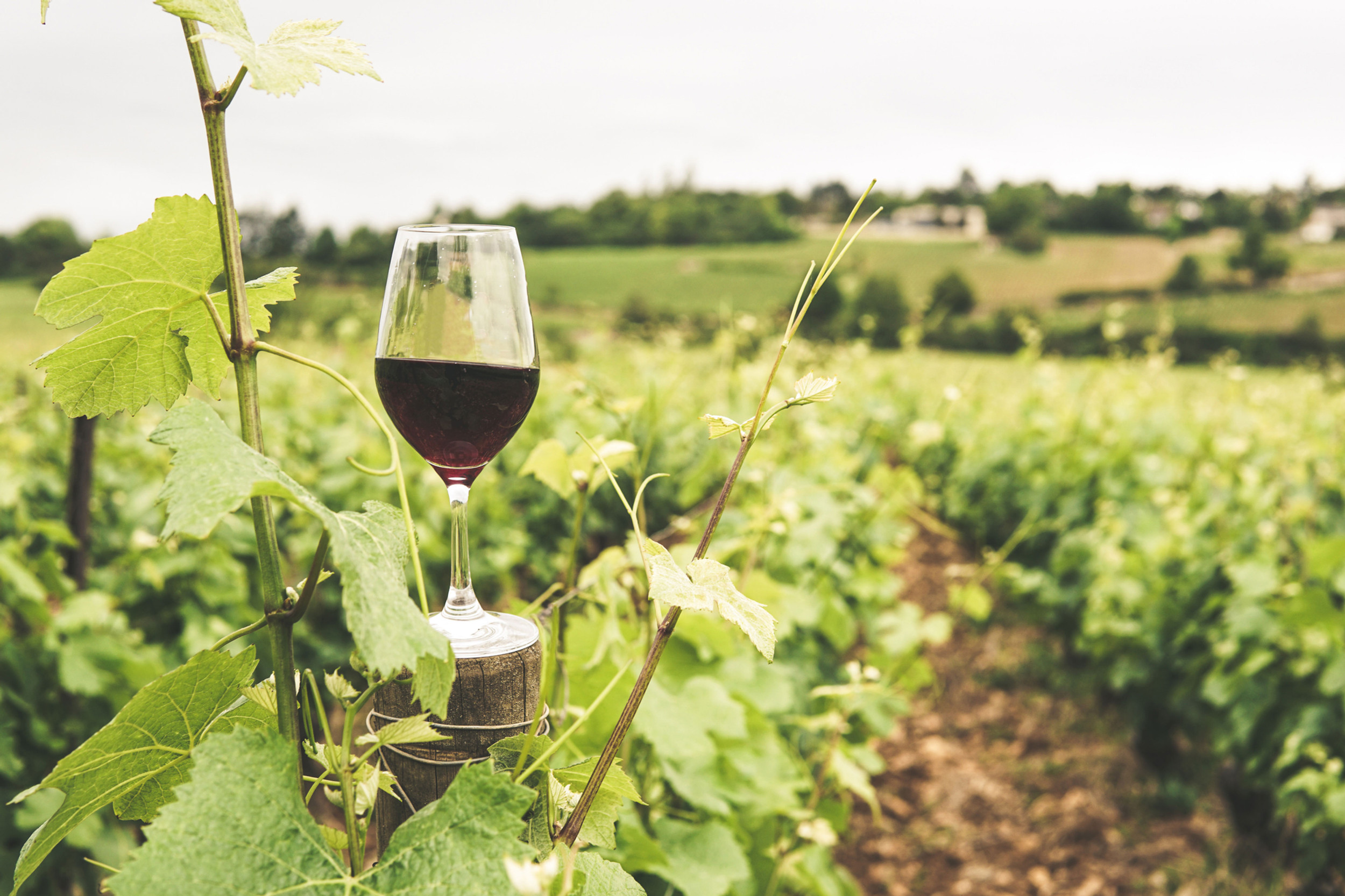 Visite et dégustation au domaine Le cellier des 3 collines