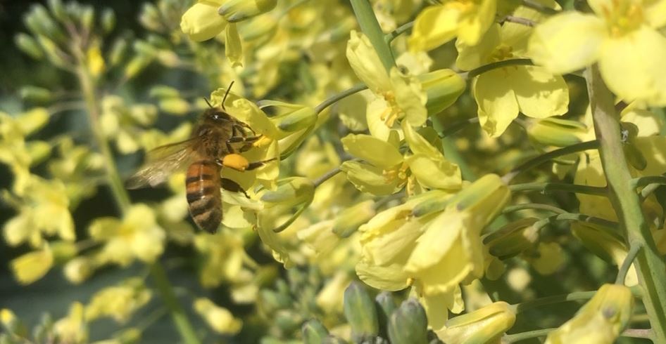 Découverte du rucher avec Le Rucher