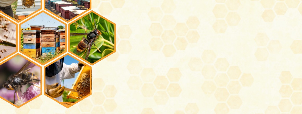 Découverte du rucher avec Luberon Apiculture