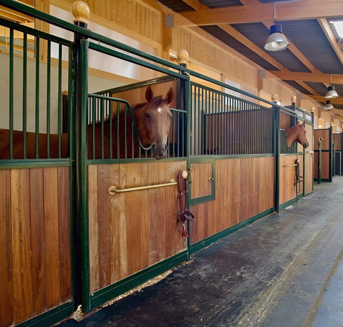 Balade à cheval avec Haras de Castellane