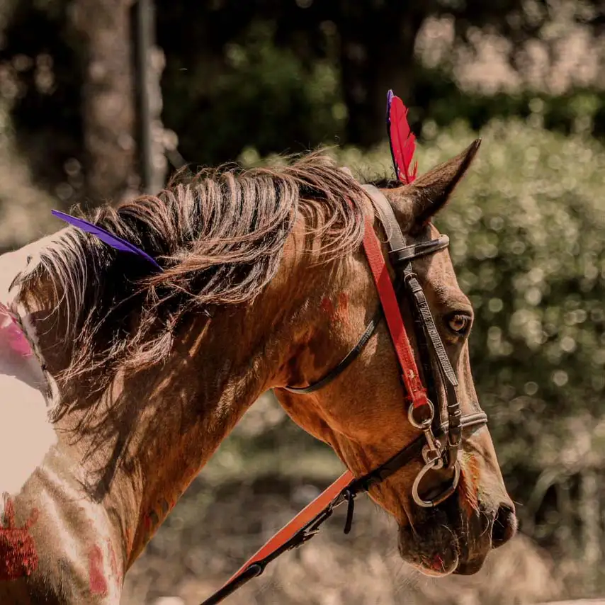 Balade à cheval avec Centre équestre de Vaison: Le Palis