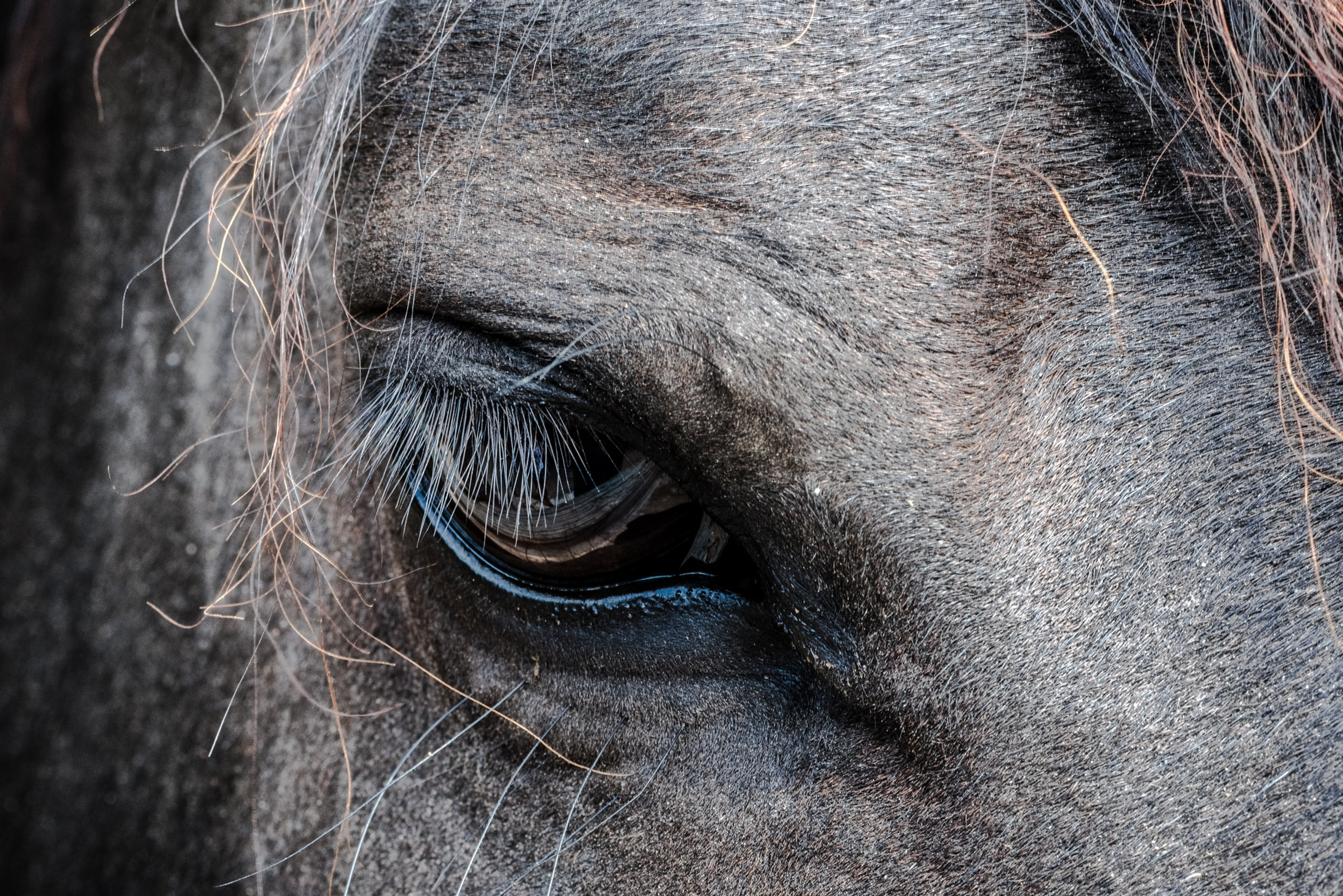 Balade à cheval avec La Louvière