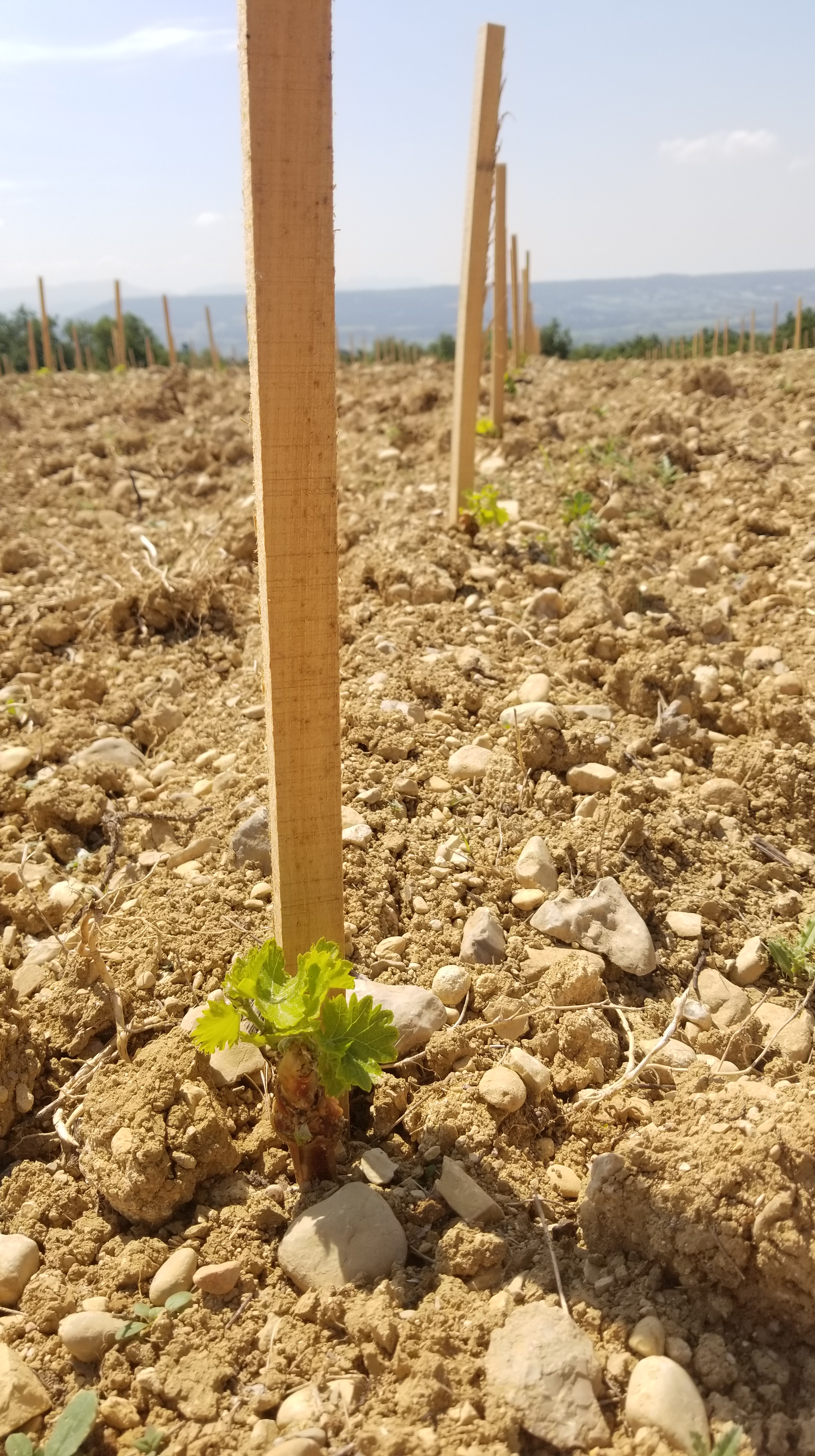 Visite et dégustation au domaine Domaine de l'Argentiere