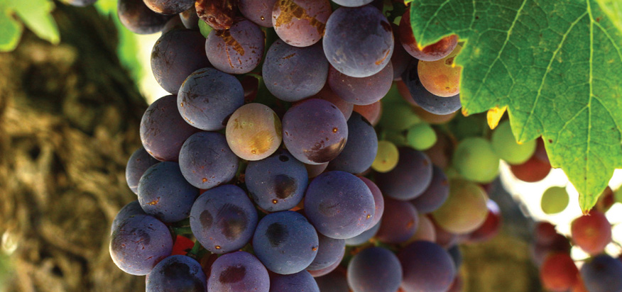 Visite et dégustation au domaine Cave des vignerons du Gravillas