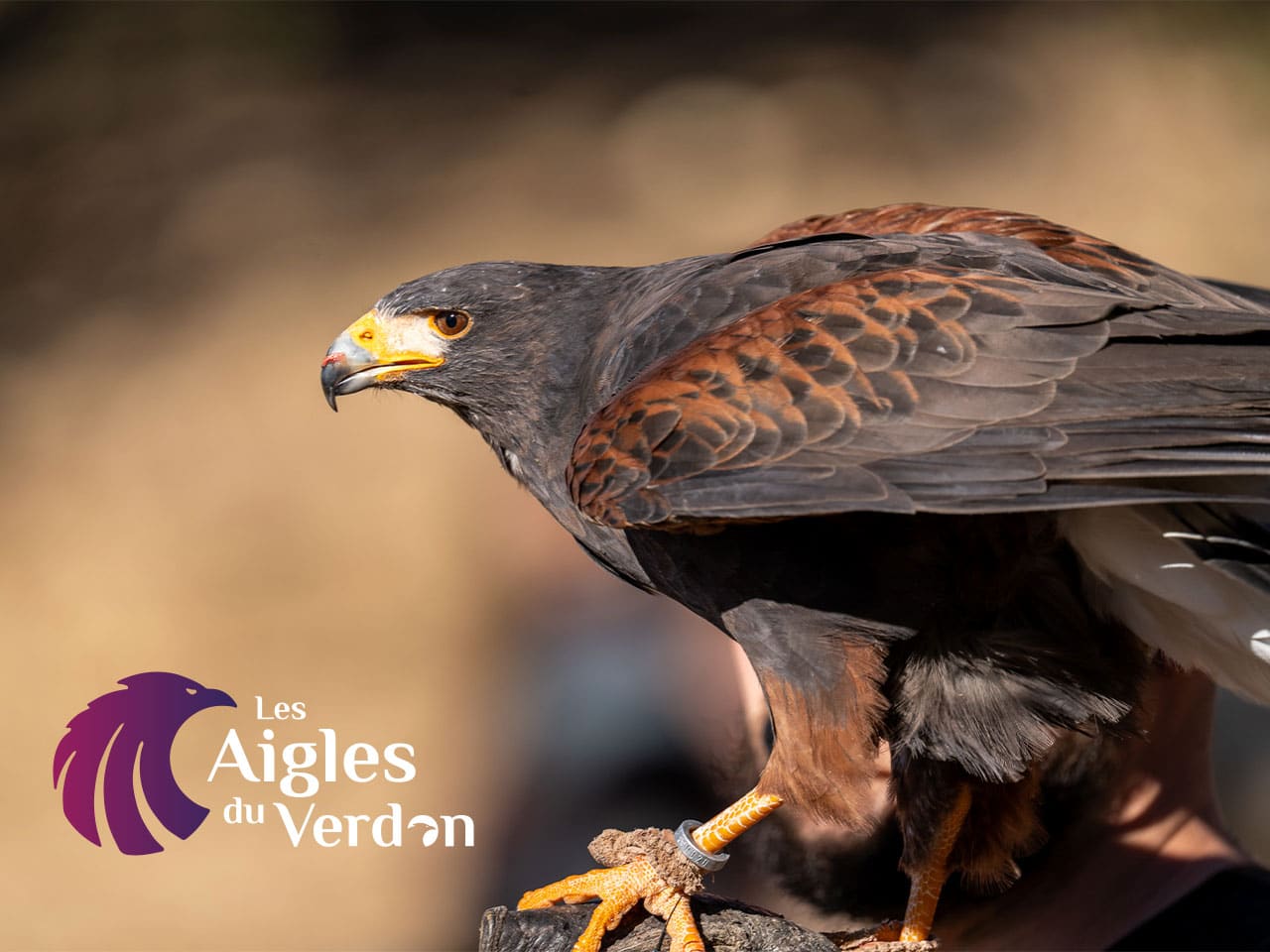 Découverte de Les Aigles du Verdon - Parc Animalier Zoologique