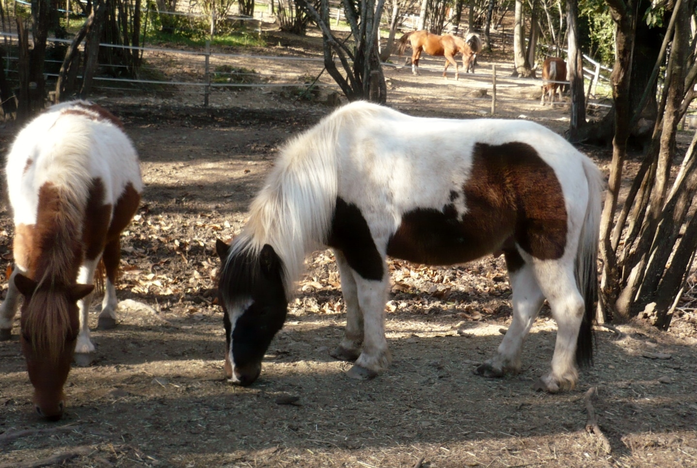 Balade à cheval avec Les écuries de Molhes
