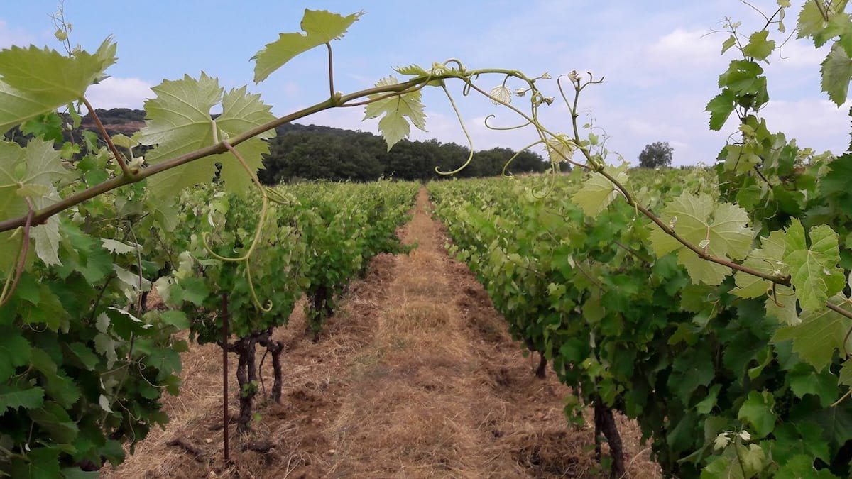 Visite et dégustation au domaine Domaine Lacroix-Vanel