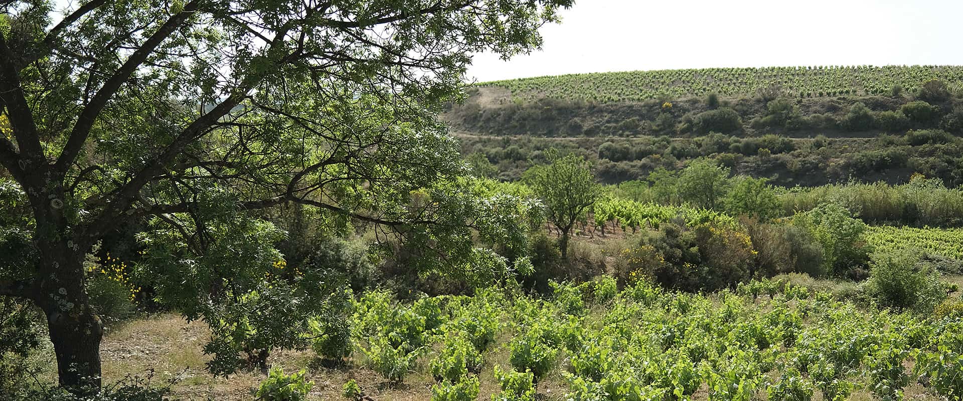 Visite et dégustation au domaine Domaine Binet-Jacquet