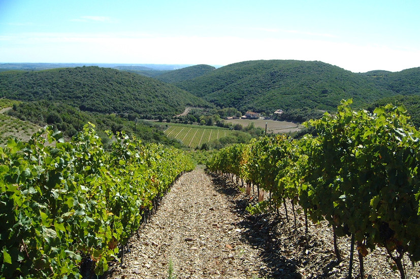 Visite et dégustation au domaine SCV Les Crus de Faugères - Mas Olivier