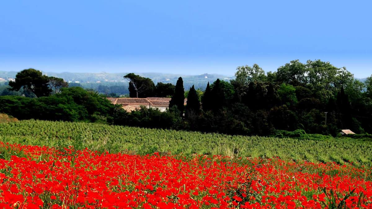 Visite et dégustation au domaine Domaine de Saint-Ferréol