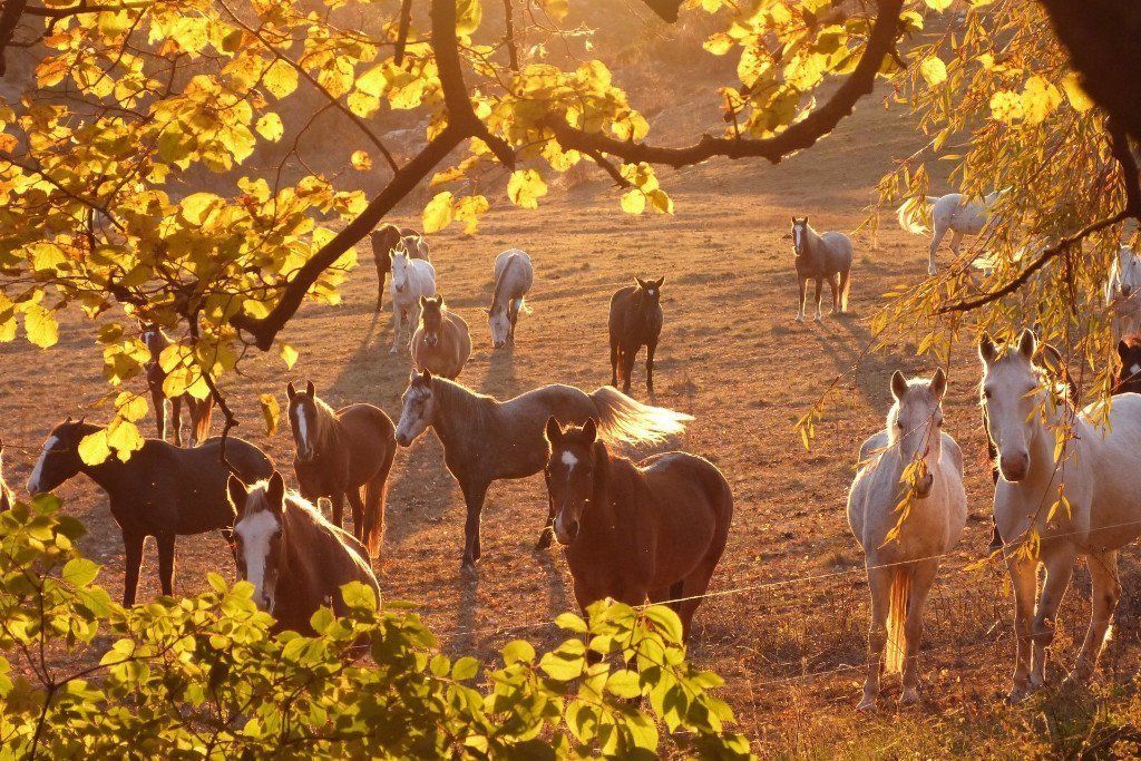 Balade à cheval avec Centre équestre du Grignolet